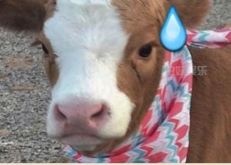 抖音娱乐吃瓜君,抖音“吃瓜君”揭秘娱乐圈最新热点事件