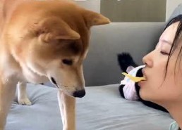 娱乐吃瓜汪星人是谁的小说,揭秘娱乐圈背后的萌宠传奇