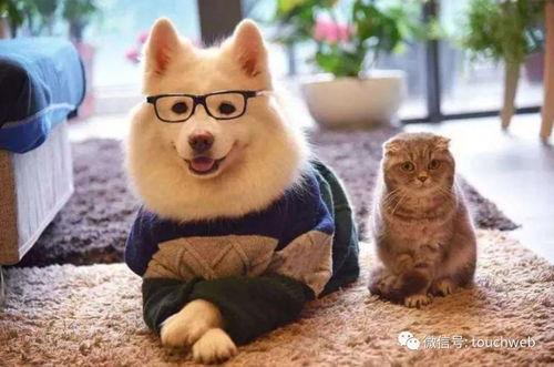 娱乐吃瓜君宠物