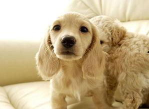 娱乐吃瓜君宠物