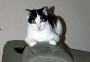 娱乐吃瓜酱猫妈妈视频下载,揭秘萌宠日常